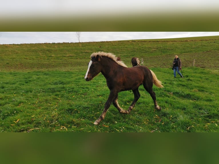 Caballo de la Selva Negra Semental 1 año Alazán-tostado in Burgwalde