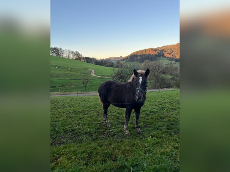 Caballo de la Selva Negra Semental 1 año Alazán-tostado in Elzach-Prechtal