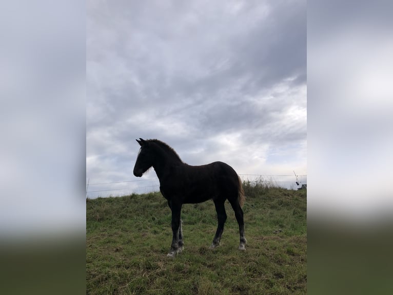 Caballo de la Selva Negra Semental 1 año Alazán-tostado in Hermaringen