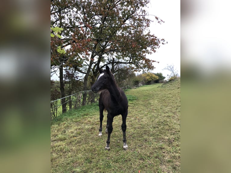 Caballo de la Selva Negra Semental 1 año Alazán-tostado in Hermaringen