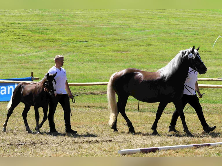 Caballo de la Selva Negra Semental 1 año Alazán-tostado in Hofstetten