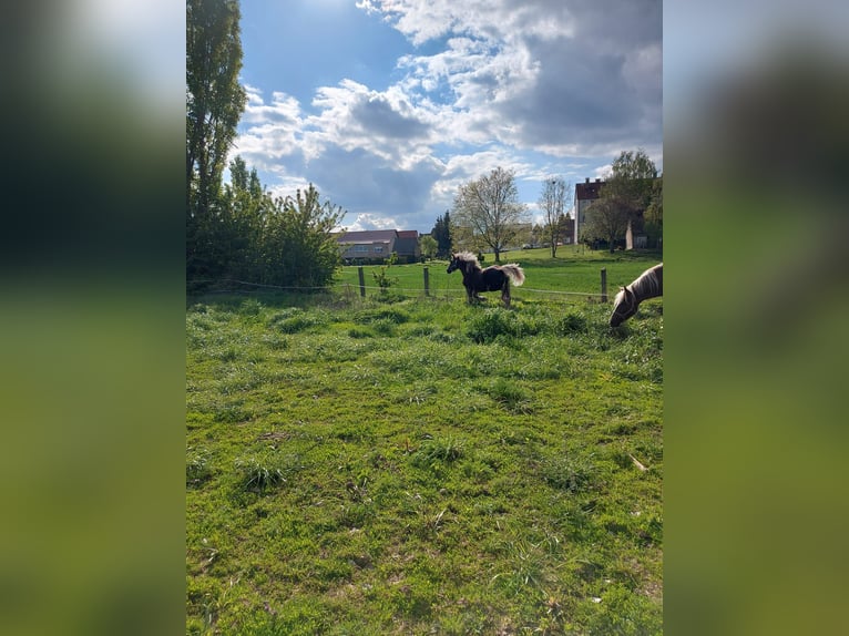 Caballo de la Selva Negra Semental 1 año Alazán-tostado in Welbsleben