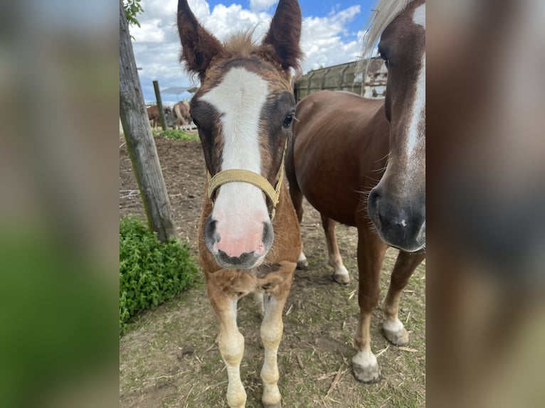 Caballo de la Selva Negra Semental 1 año Alazán-tostado in Reichelsheim