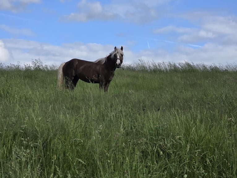 Caballo de la Selva Negra Semental 2 años Alazán-tostado in Burgwalde