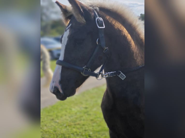 Caballo de la Selva Negra Semental 2 años Alazán-tostado in Burgwalde