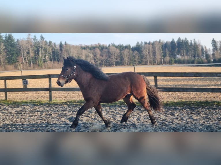 Caballo de la Selva Negra Semental 2 años Castaño in Berg