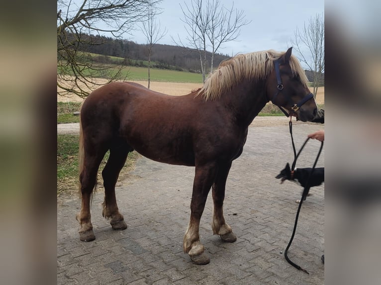 Caballo de la Selva Negra Semental 3 años 152 cm Alazán-tostado in Wangelnstedt