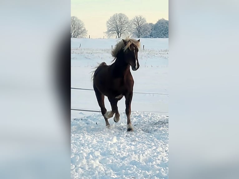 Caballo de la Selva Negra Semental 3 años 152 cm Alazán-tostado in Wangelnstedt