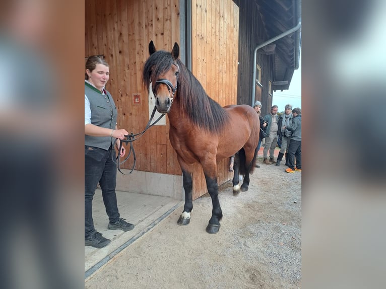 Caballo de la Selva Negra Semental 3 años 152 cm Castaño in Pfullendorf