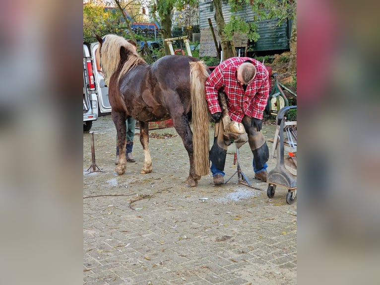 Caballo de la Selva Negra Semental 9 años 148 cm Alazán-tostado in Renkum