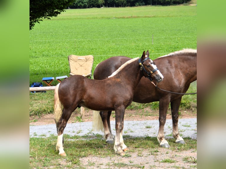 Caballo de la Selva Negra Semental Potro (03/2024) 152 cm Alazán-tostado in Bonndorf im Schwarzwald