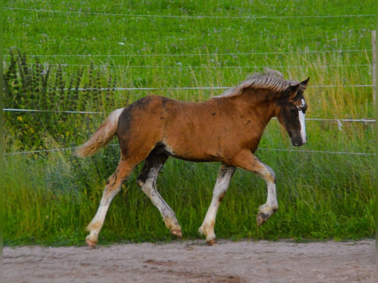 Caballo de la Selva Negra Semental Potro (03/2024) 152 cm Alazán-tostado in Bonndorf im Schwarzwald