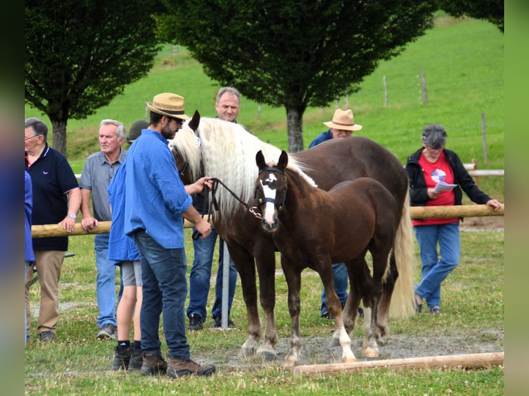 Caballo de la Selva Negra Semental Potro (03/2024) 152 cm Alazán-tostado in Bonndorf im Schwarzwald