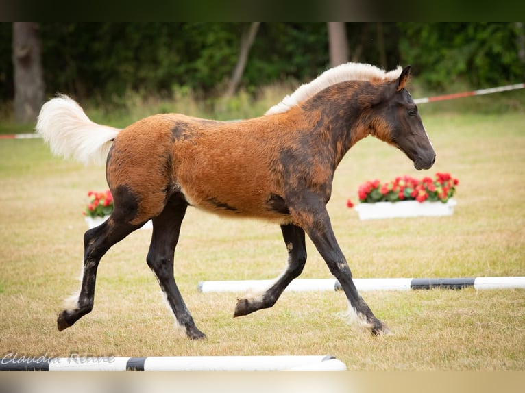 Caballo de la Selva Negra Semental Potro (02/2026) 153 cm Alazán-tostado in Wangelnstedt
