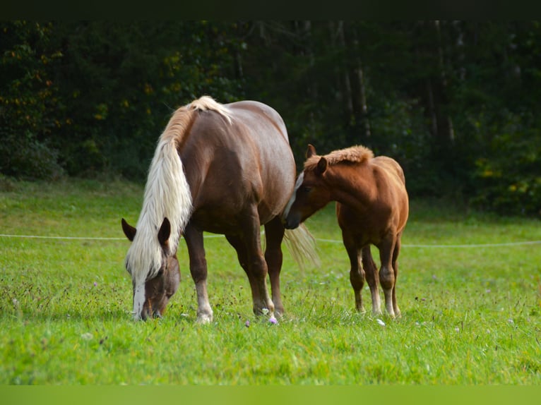 Caballo de la Selva Negra Semental Potro (06/2024) 154 cm Alazán-tostado in Bonndorf im Schwarzwald