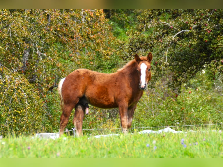 Caballo de la Selva Negra Semental Potro (06/2024) 154 cm Alazán-tostado in Bonndorf im Schwarzwald