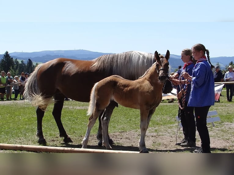 Caballo de la Selva Negra Semental Potro (05/2025) 154 cm Alazán-tostado in Stegen