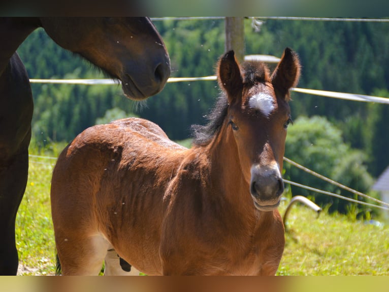 Caballo de la Selva Negra Semental Potro (04/2025) 155 cm Castaño in Bonndorf im Schwarzwald