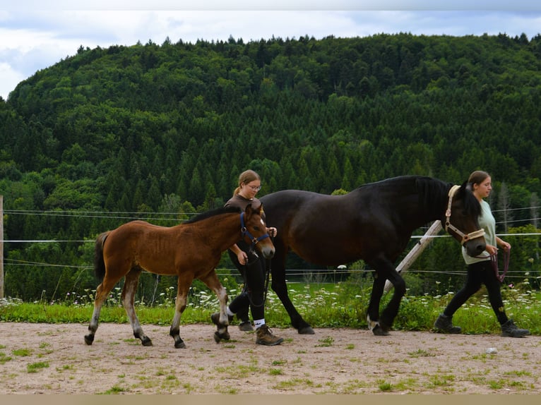 Caballo de la Selva Negra Semental Potro (04/2025) 155 cm Castaño in Bonndorf im Schwarzwald