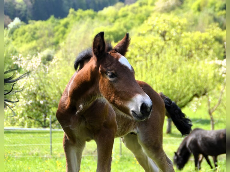 Caballo de la Selva Negra Semental Potro (04/2025) 155 cm Castaño in Bonndorf im Schwarzwald