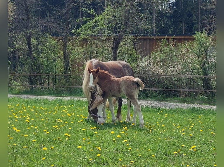 Caballo de la Selva Negra Semental Potro (04/2026) Alazán in Balingen
