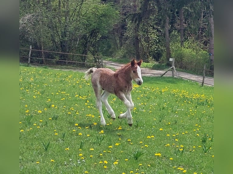 Caballo de la Selva Negra Semental Potro (04/2026) Alazán in Balingen