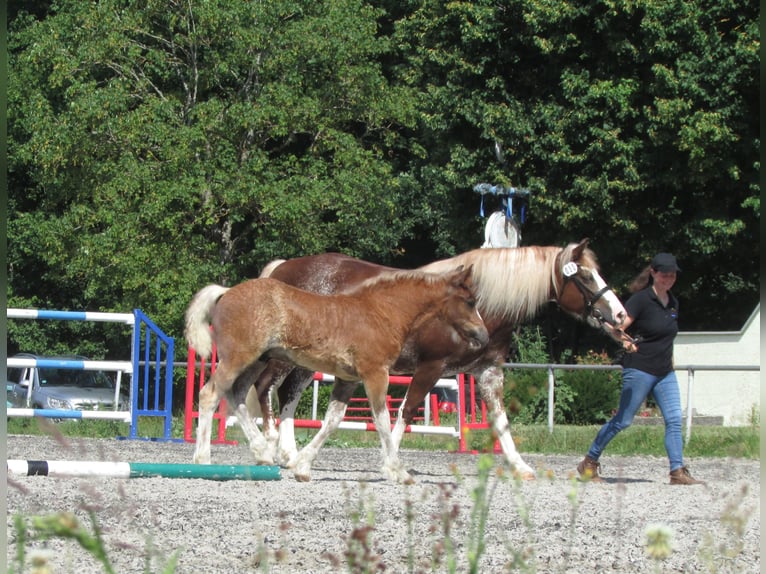 Caballo de la Selva Negra Semental Potro (04/2026) Alazán in Balingen