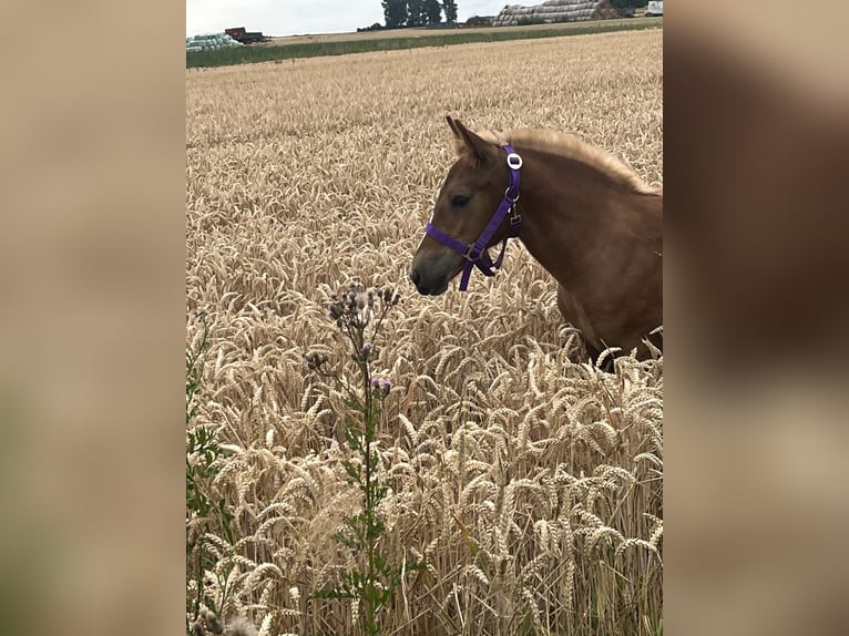 Caballo de la Selva Negra Semental  Alazán in Reichelsheim