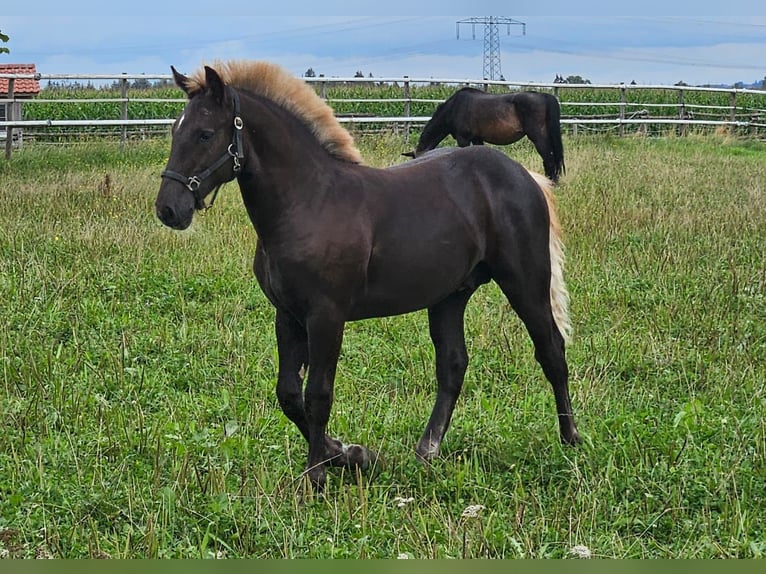 Caballo de la Selva Negra Semental Potro (03/2024) Alazán-tostado in Bad Wurzach