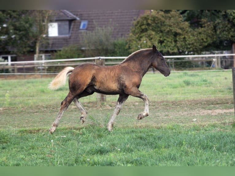 Caballo de la Selva Negra Semental Potro (06/2025) Alazán-tostado in Ankum