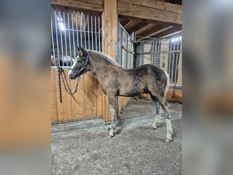 Caballo de la Selva Negra Semental Potro (05/2026) Alazán-tostado in Waldbrunn