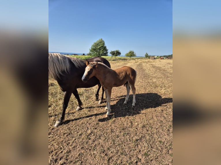 Caballo de la Selva Negra Semental Potro (05/2026) Alazán-tostado in Waldbrunn