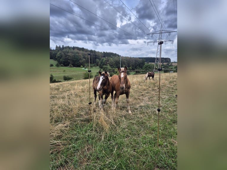 Caballo de la Selva Negra Semental Potro (05/2026) Alazán-tostado in Waldbrunn