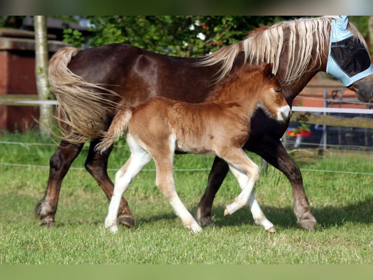 Caballo de la Selva Negra Semental Potro (04/2024) Alazán-tostado in Ankum