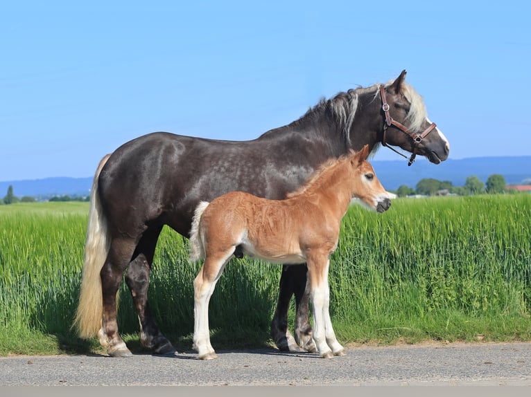 Caballo de la Selva Negra Semental Potro (04/2026) Alazán-tostado in Flörsheim
