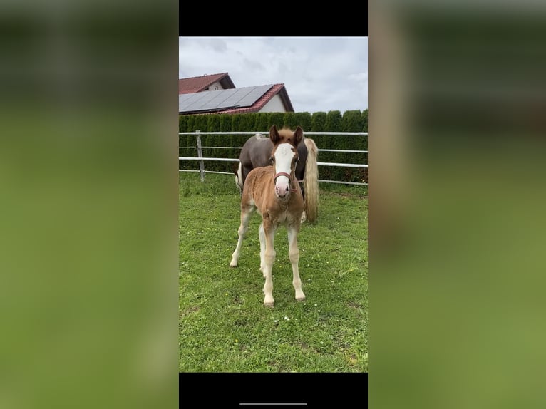 Caballo de la Selva Negra Semental  Alazán-tostado in Bad Wurzach