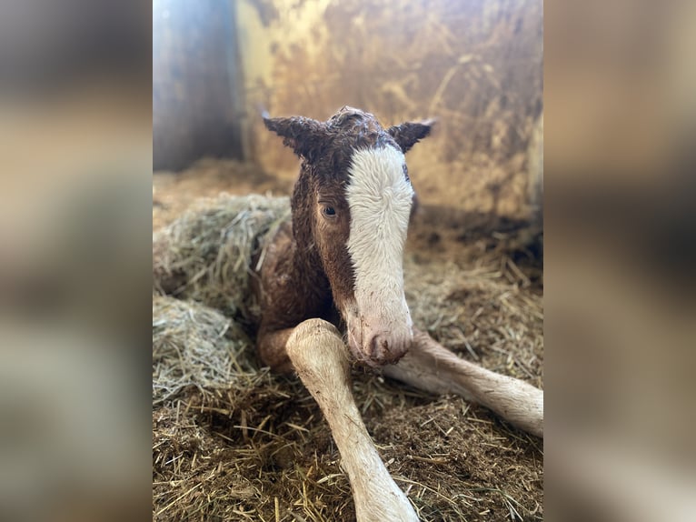 Caballo de la Selva Negra Semental  Alazán-tostado in Bad Wurzach