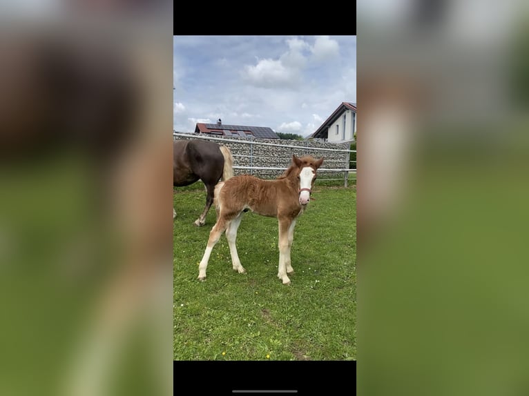 Caballo de la Selva Negra Semental  Alazán-tostado in Bad Wurzach
