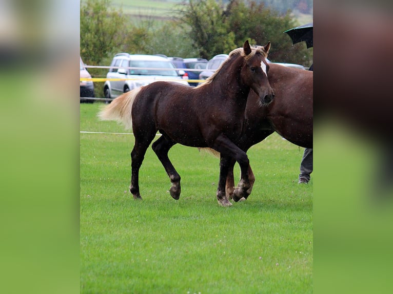 Caballo de la Selva Negra Semental Potro (04/2025) Alazán-tostado in Burgwalde