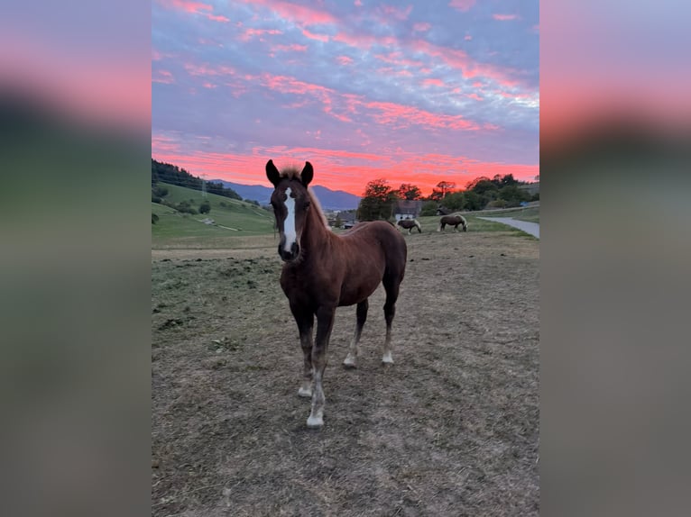 Caballo de la Selva Negra Semental Potro (06/2026) Alazán-tostado in Stegen