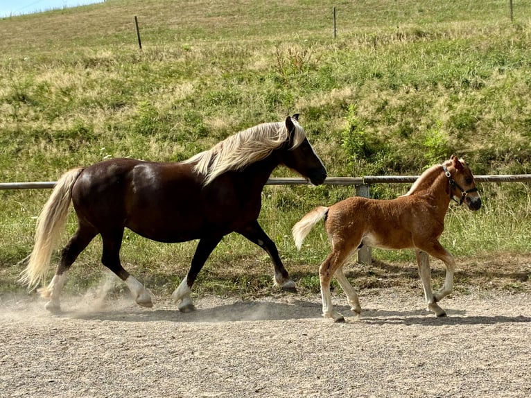 Caballo de la Selva Negra Semental Potro (06/2026) Alazán-tostado in Stegen