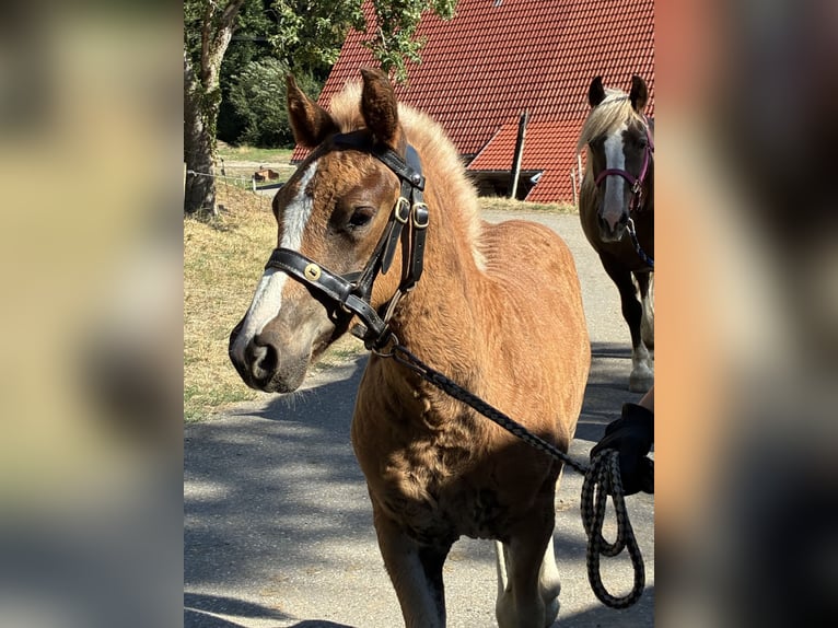 Caballo de la Selva Negra Semental Potro (06/2026) Alazán-tostado in Stegen
