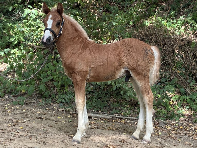 Caballo de la Selva Negra Semental Potro (06/2026) Alazán-tostado in Stegen
