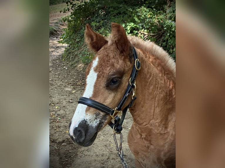 Caballo de la Selva Negra Semental Potro (06/2026) Alazán-tostado in Stegen