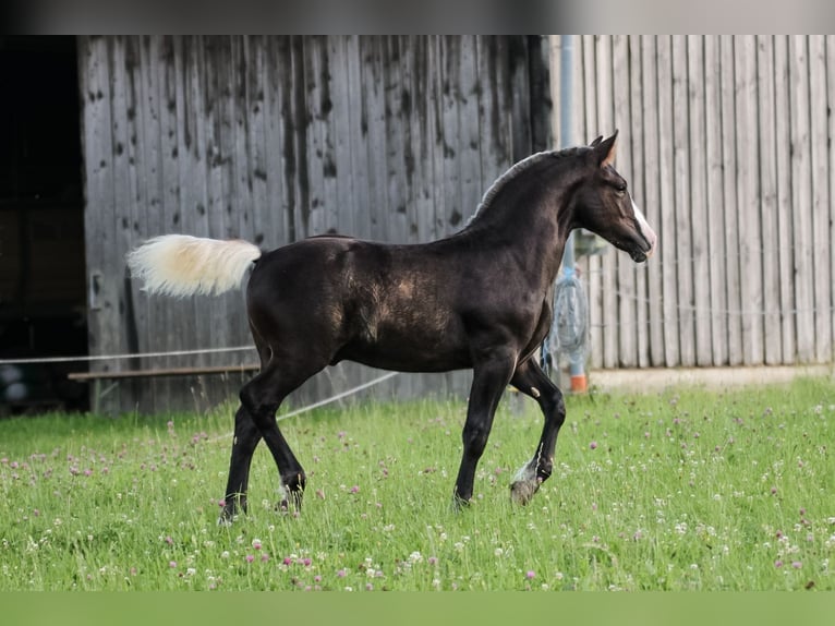 Caballo de la Selva Negra Semental Potro (04/2025) Alazán-tostado in Mudau