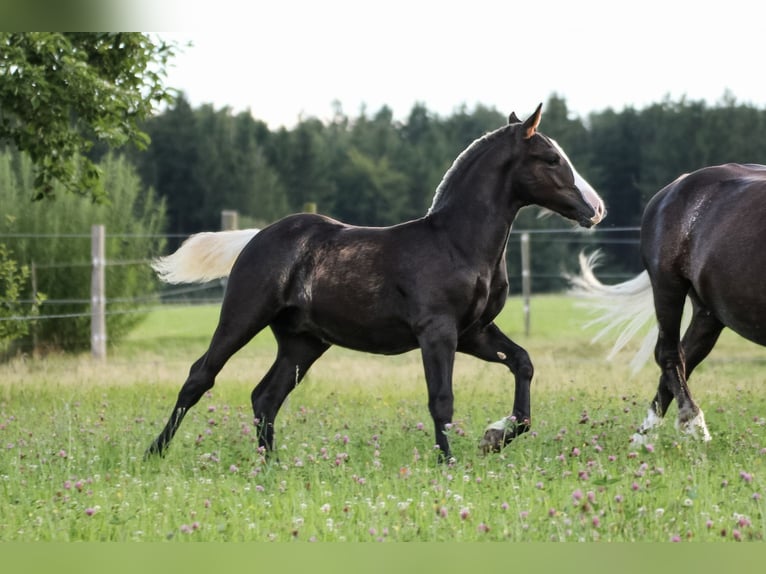 Caballo de la Selva Negra Semental Potro (04/2025) Alazán-tostado in Mudau