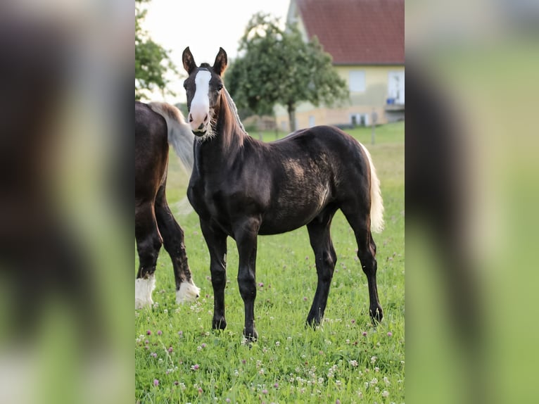 Caballo de la Selva Negra Semental Potro (04/2025) Alazán-tostado in Mudau