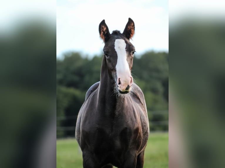 Caballo de la Selva Negra Semental Potro (04/2025) Alazán-tostado in Mudau