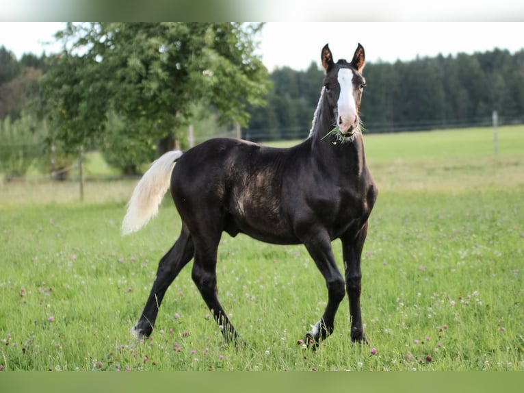 Caballo de la Selva Negra Semental Potro (04/2025) Alazán-tostado in Mudau