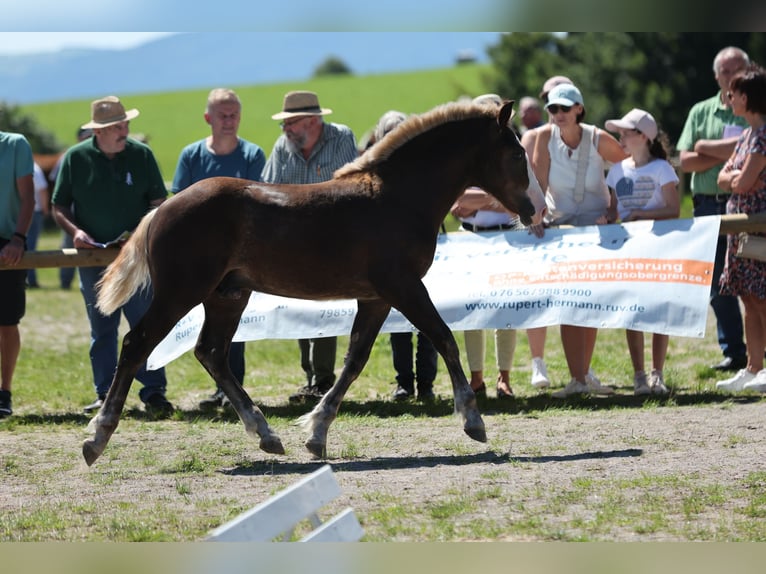 Caballo de la Selva Negra Semental Potro (02/2025) Alazán-tostado in Weisweil